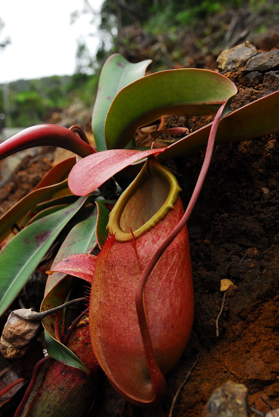 Merrill's Pitcher Plant