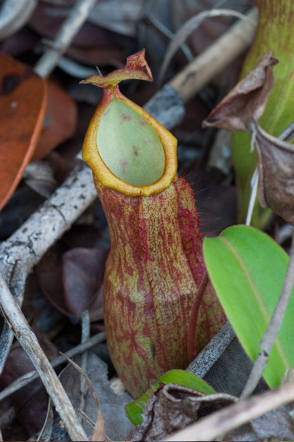 Palawan Pitcher Plant