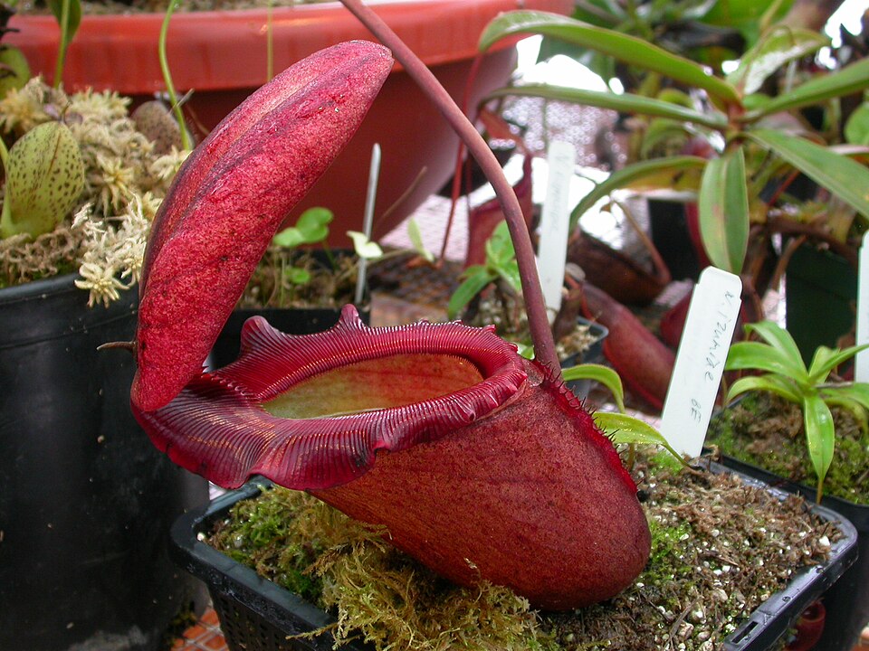 Giant Pitcher Plant (Rajah Brooke's Pitcher Plant)
