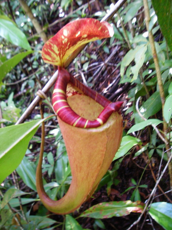 Sumatran Pitcher Plant