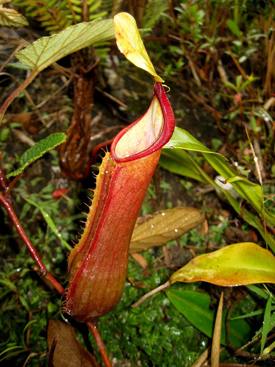 Lake Toba Pitcher Plant