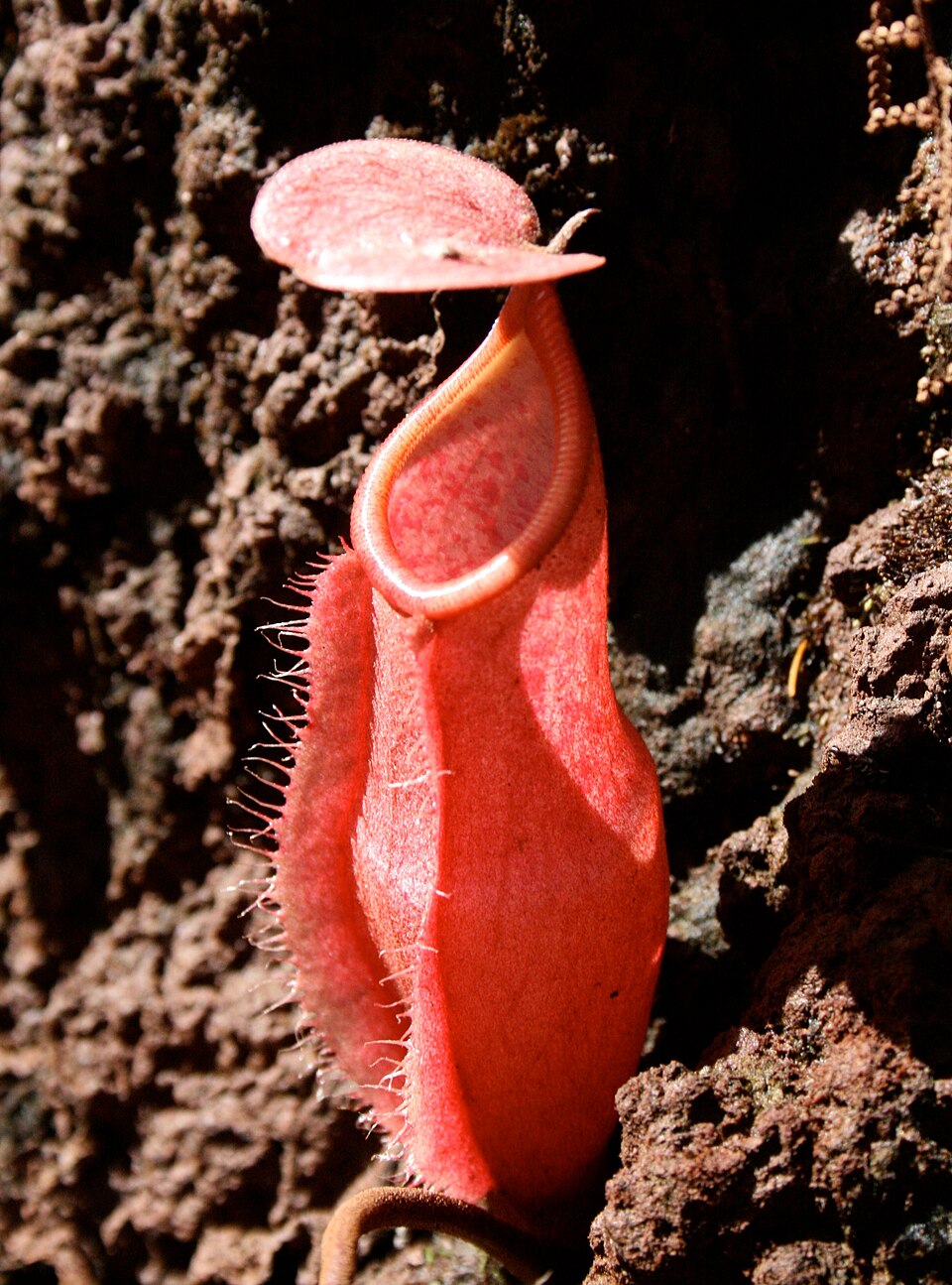 New Caledonian Pitcher Plant
