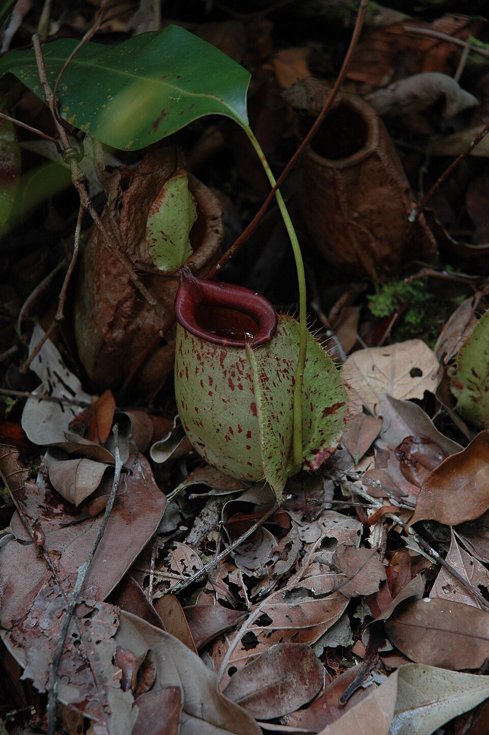 Hooker's Pitcher Plant