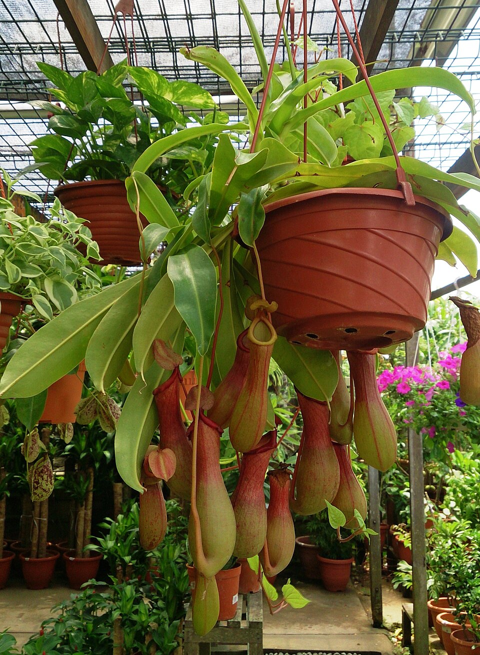 Ventrata Pitcher Plant
