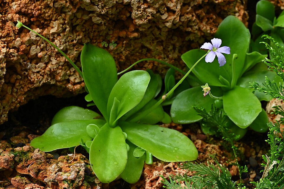 Giant Butterwort