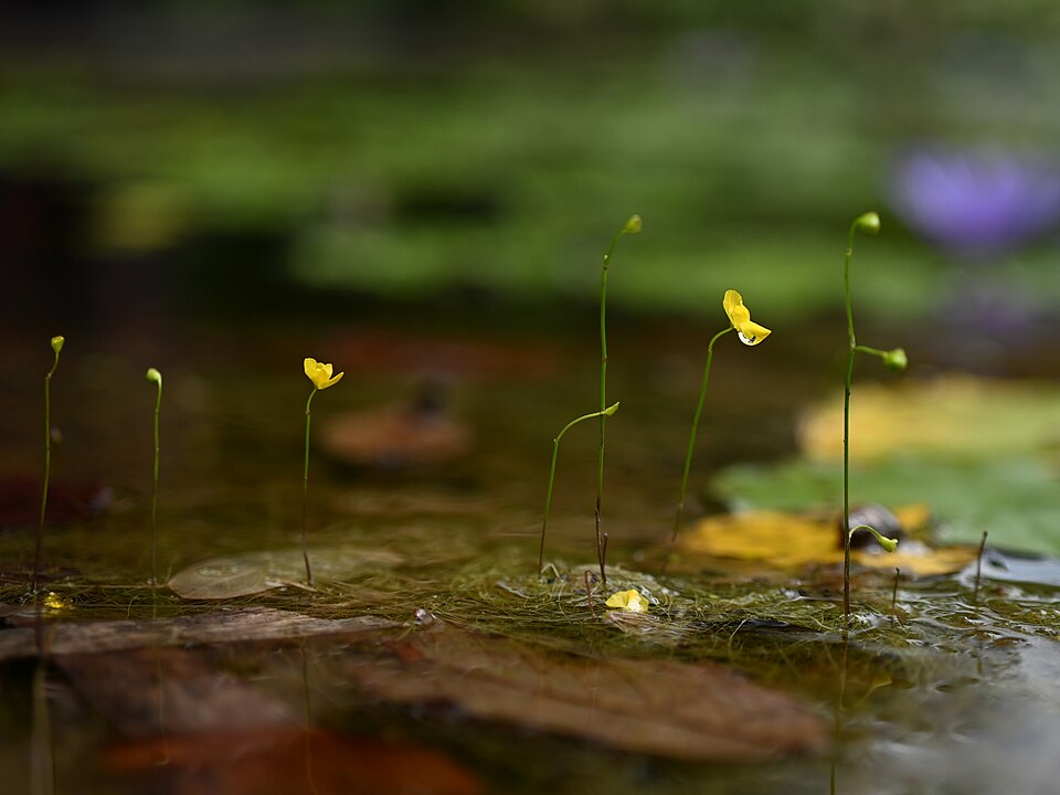 Humped Bladderwort
